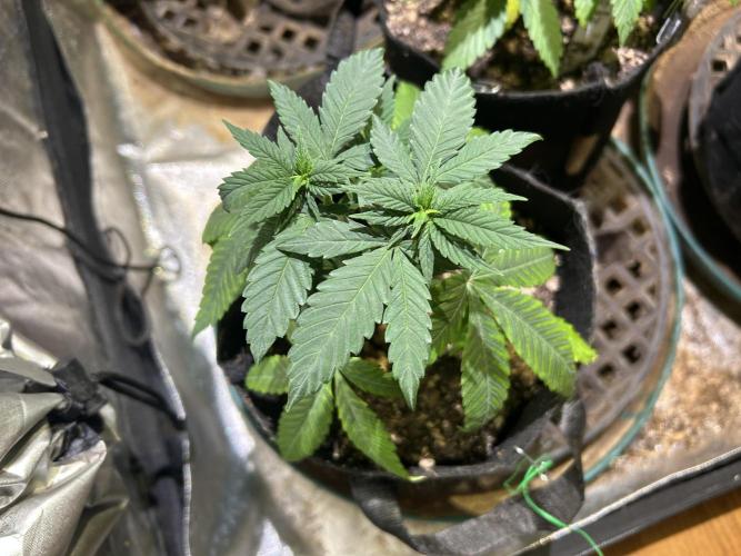 RQS - Tropicana Cookies Purple. Week 7