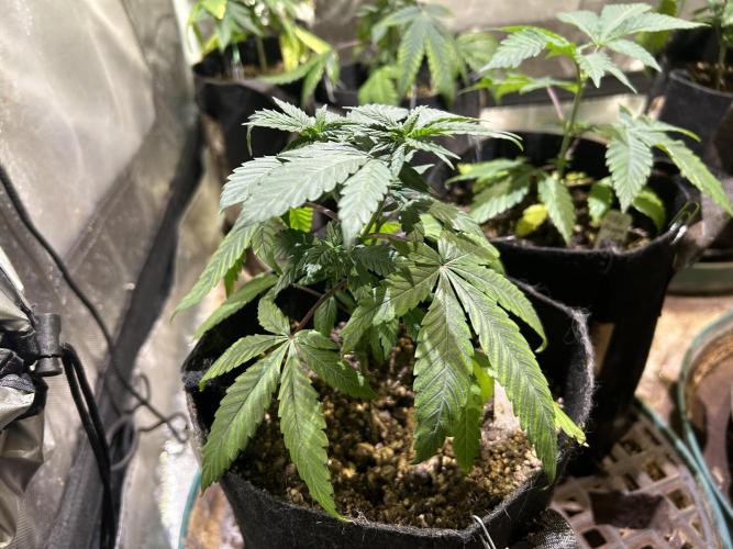 RQS - Tropicana Cookies Purple. Week 7