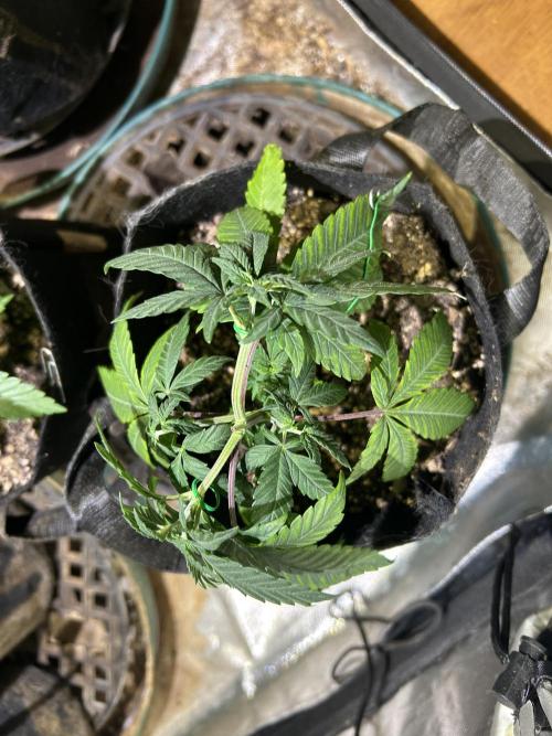 RQS - Tropicana Cookies Purple. Week 7