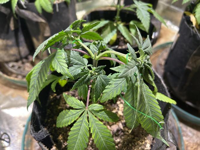 RQS - Tropicana Cookies Purple. Week 7 - 3/21/26