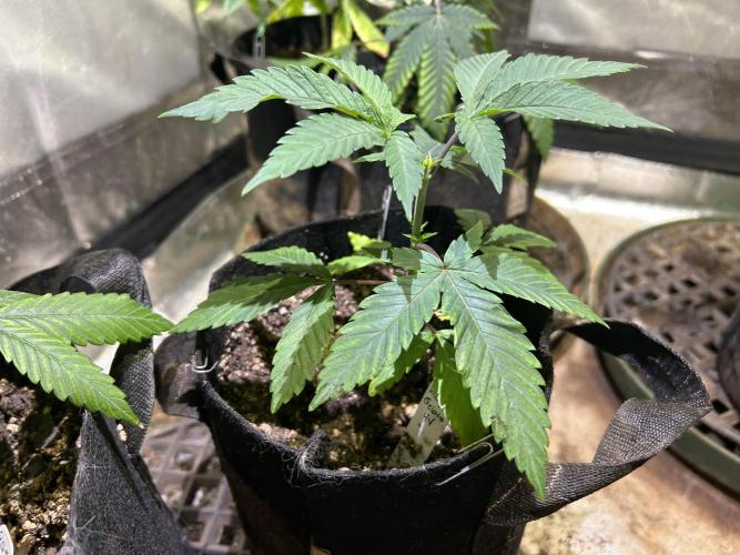 RQS - Gelato 44. Week 6