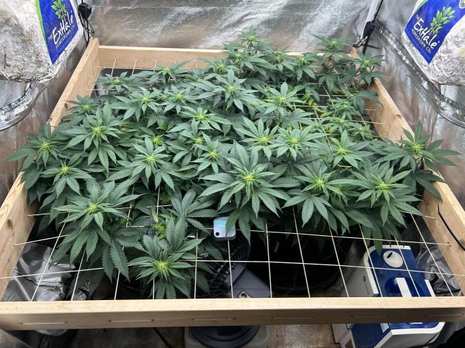 BF - Super Boof. Week 19 - 3/21/26