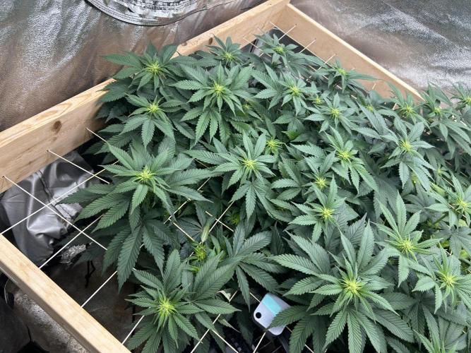 BF - Super Boof. Week 19