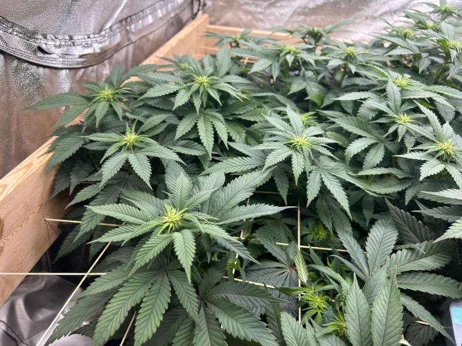 BF - Super Boof. Week 19