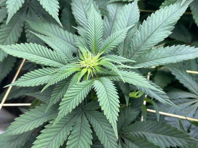 BF - Super Boof. Week 19
