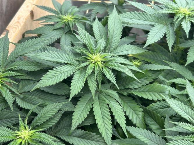 BF - Super Boof. Week 19