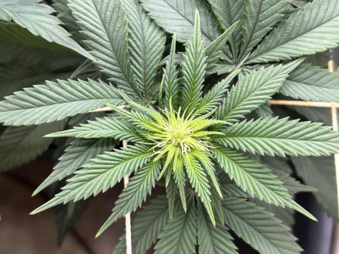 BF - Super Boof. Week 19