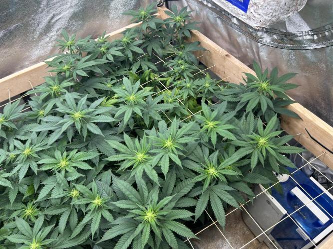 BF - RS11 x Banana OG. Week 19
