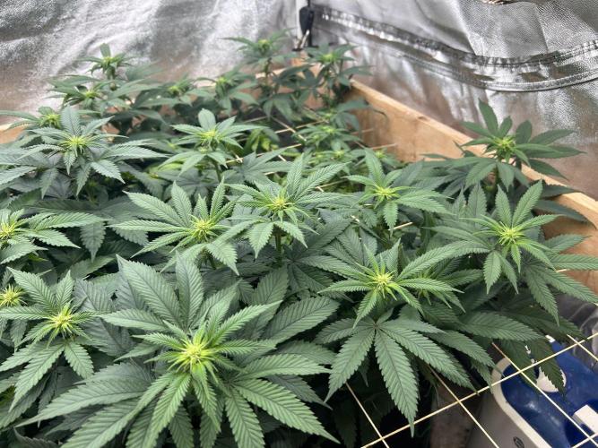 BF - RS11 x Banana OG. Week 19