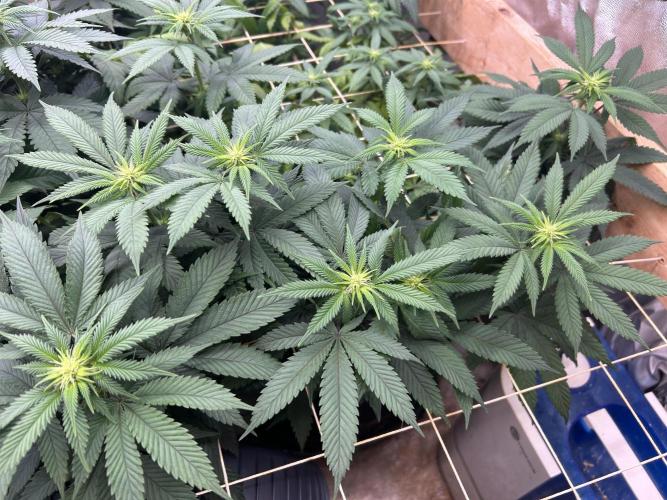 BF - RS11 x Banana OG. Week 19