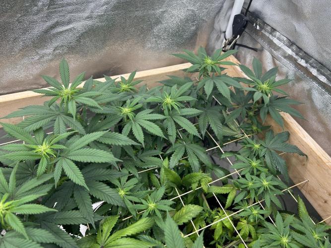 BF - RS11 x Banana OG. Week 19