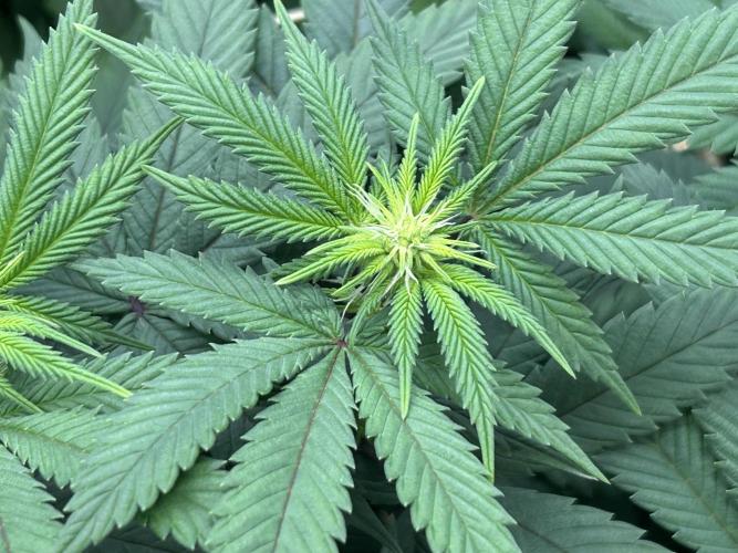 BF - RS11 x Banana OG. Week 19