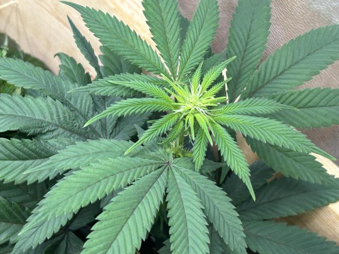 BF - RS11 x Banana OG. Week 19