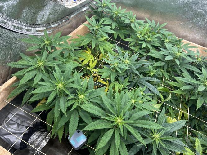 OSS - Blackwater. Week 22