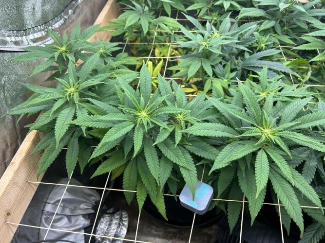 OSS - Blackwater. Week 22