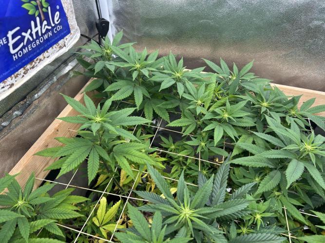 OSS - Blackwater. Week 22