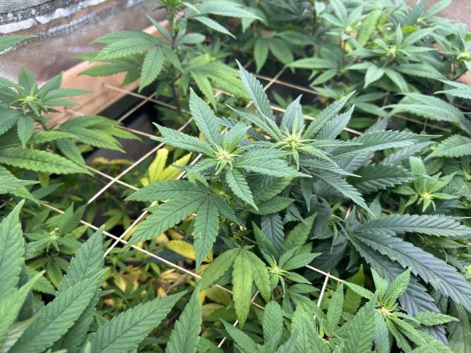 OSS - Blackwater. Week 22