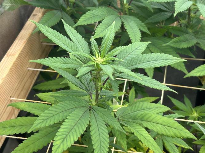 OSS - Blackwater. Week 22