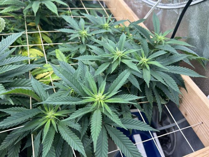 OSS - Tiramisu. Week 22