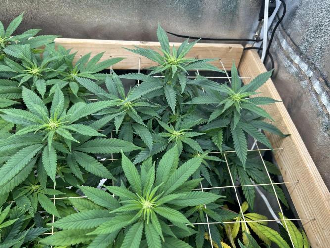 OSS - Tiramisu. Week 22