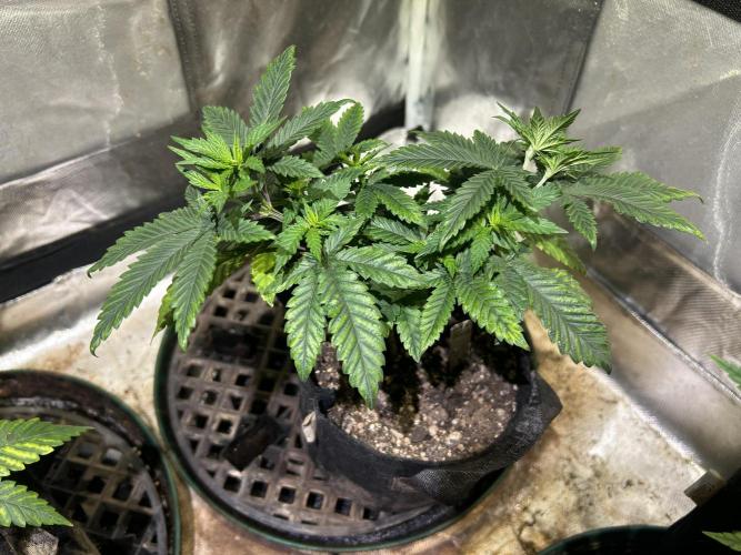 WSE - Sour Diesel. Week 9 - 3/28/26
