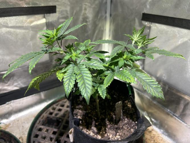 WSE - Sour Diesel. Week 9