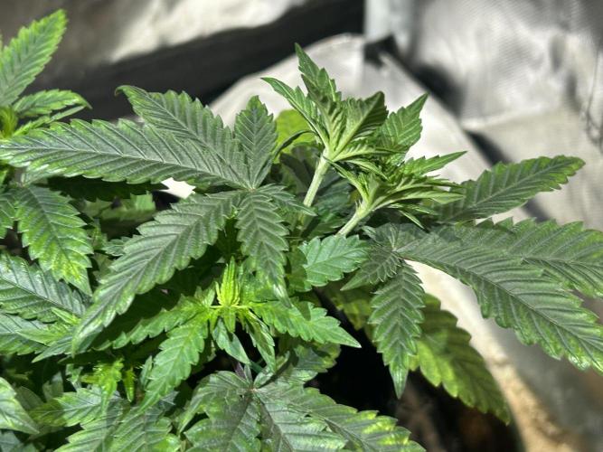 WSE - Sour Diesel. Week 9