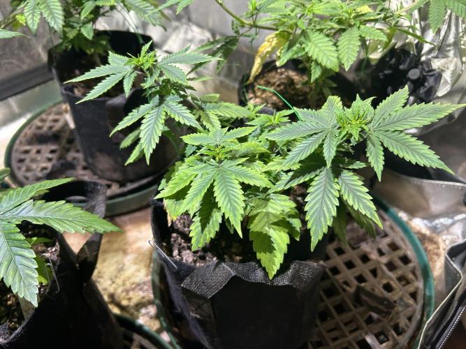 WSE - NYC Diesel. Week 9 - 3/28/26