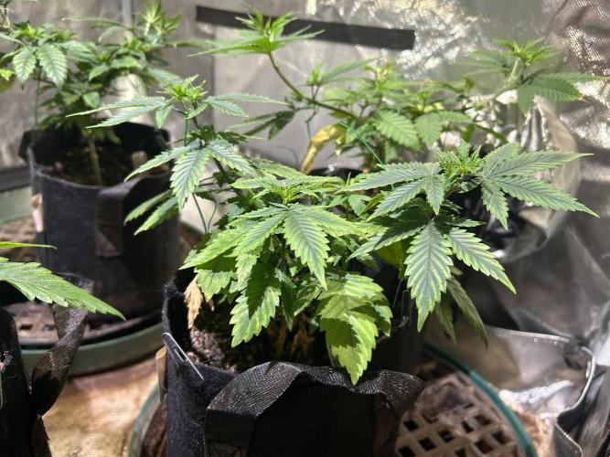 WSE - NYC Diesel. Week 9