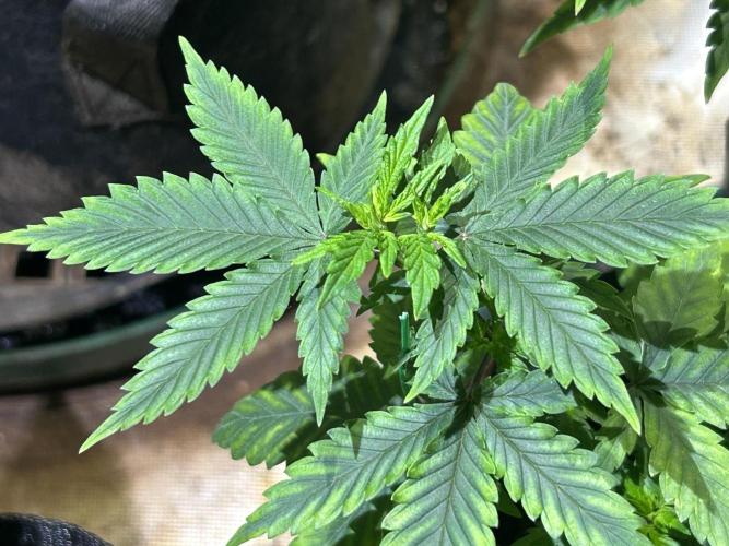 WSE - NYC Diesel. Week 9
