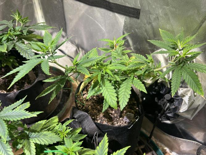 HS - Purple Kush. Week 9 - 3/28/26