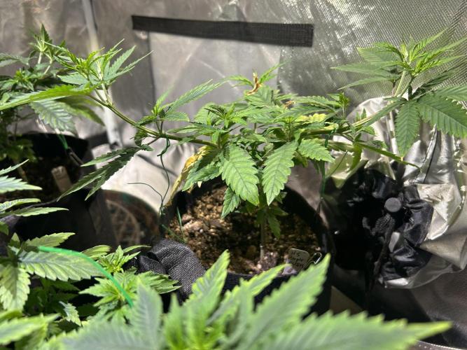 HS - Purple Kush. Week 9