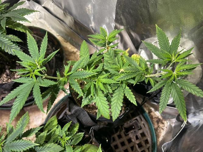 HS - Purple Kush. Week 9