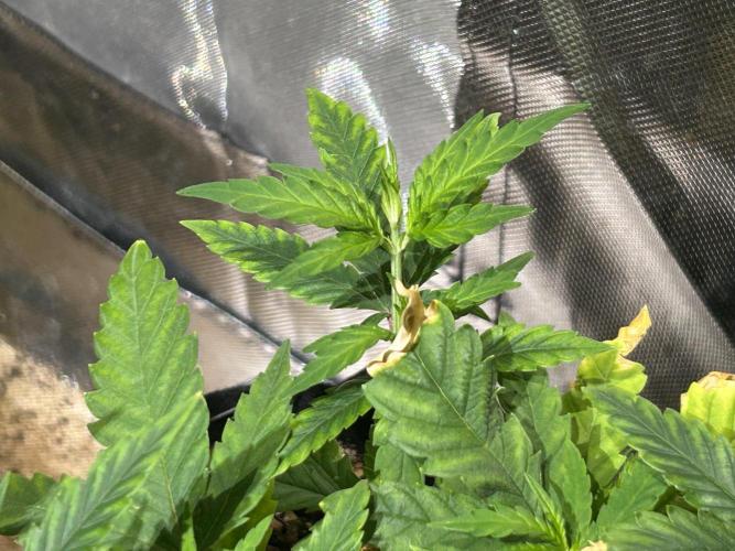 HS - Purple Kush. Week 9