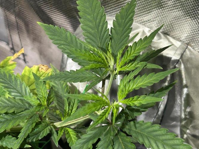 HS - Purple Kush. Week 9