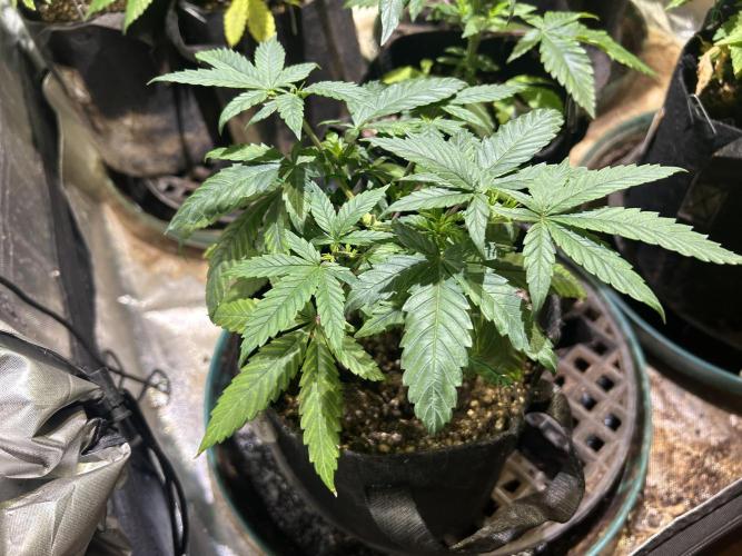 RQS - Tropicana Cookies Purple. Week 8 - 3/28/26