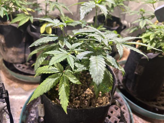 RQS - Tropicana Cookies Purple. Week 8