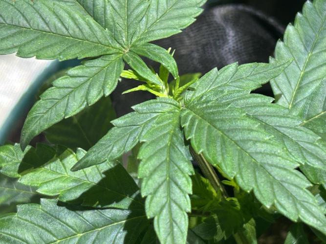 RQS - Tropicana Cookies Purple. Week 8