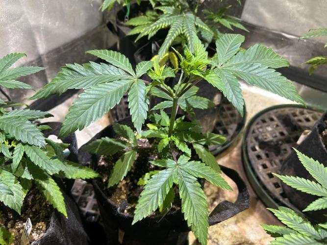 RQS - Gelato 44. Week 7 - 3/26/28
