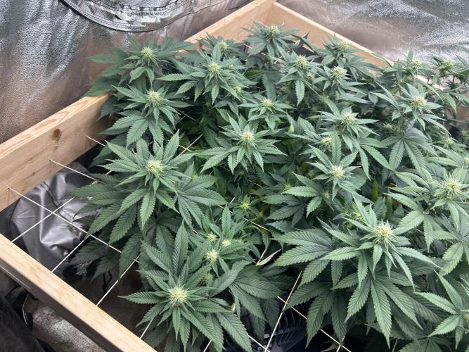 BF - Super Boof. Week 20