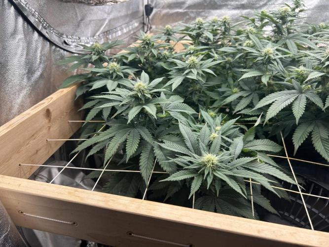 BF - Super Boof. Week 20