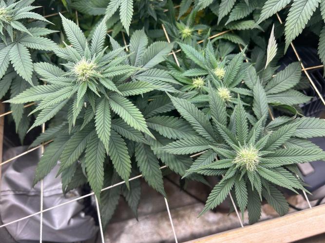 BF - Super Boof. Week 20
