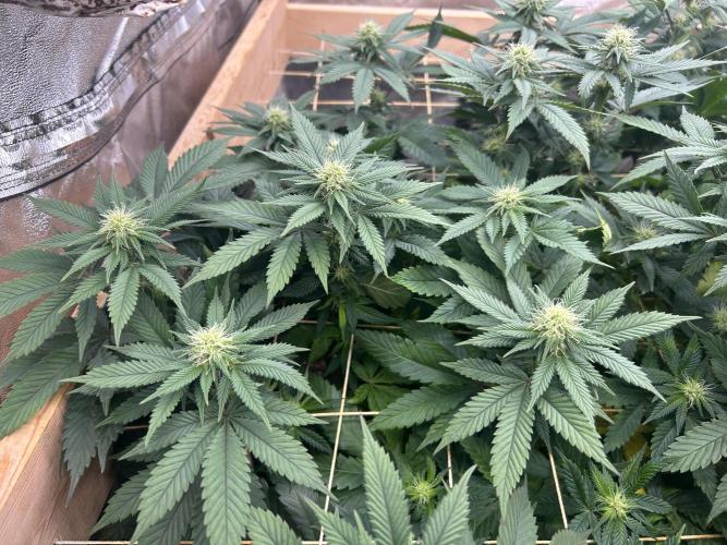 BF - Super Boof. Week 20