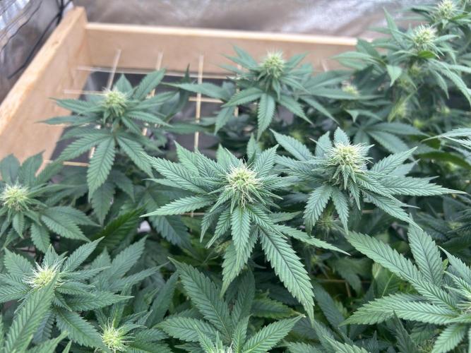 BF - Super Boof. Week 20
