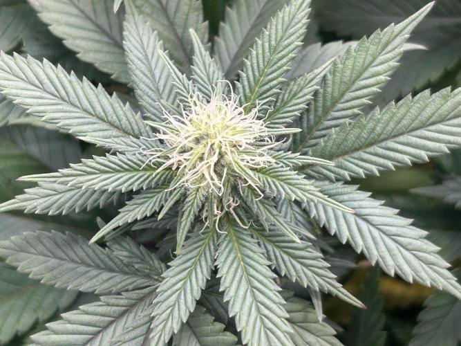 BF - Super Boof. Week 20
