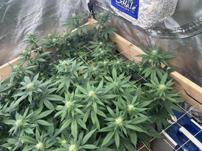 BF - RS11 x Banana OG. Week 20