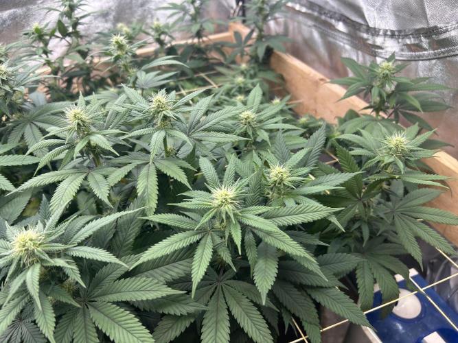 BF - RS11 x Banana OG. Week 20