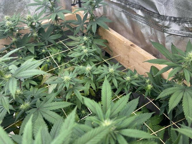 BF - RS11 x Banana OG. Week 20