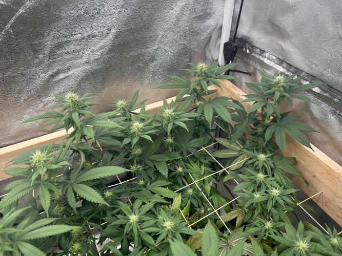 BF - RS11 x Banana OG. Week 20