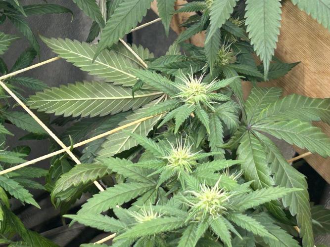 BF - RS11 x Banana OG. Week 20